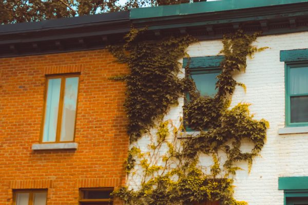 Maisons en rangée en brique couvertes de lierre, dans une rue de Montréal