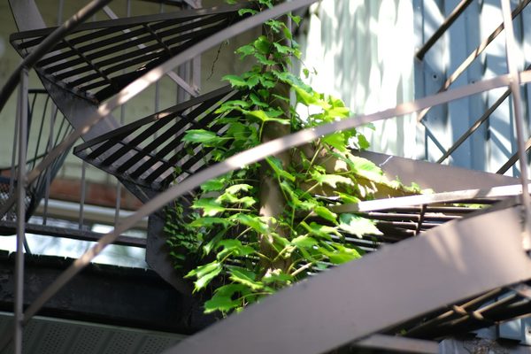 Un escalier extérieur en colimaçon à Montréal, avec une plante grimpante